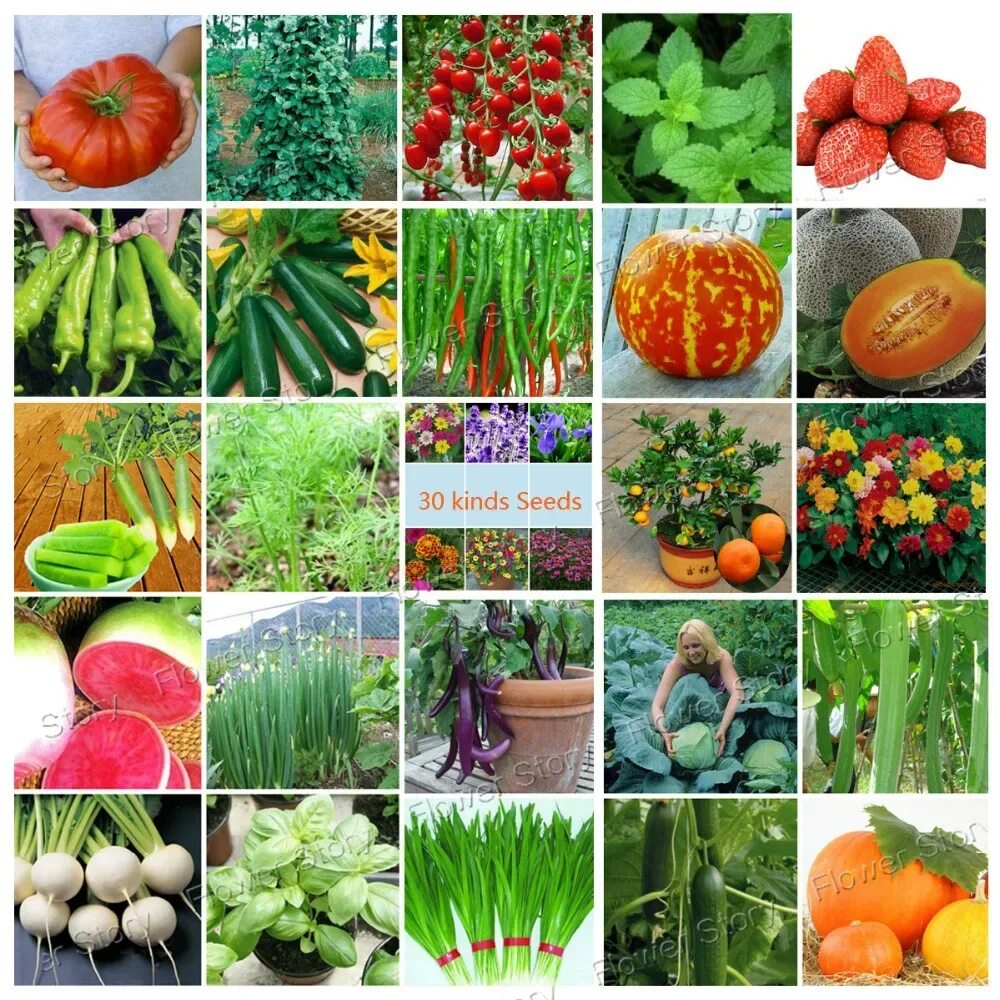 Какие семена для дачи. Овощи на огороде. Овощные растения. Семена для огорода. Семена овощных культур.