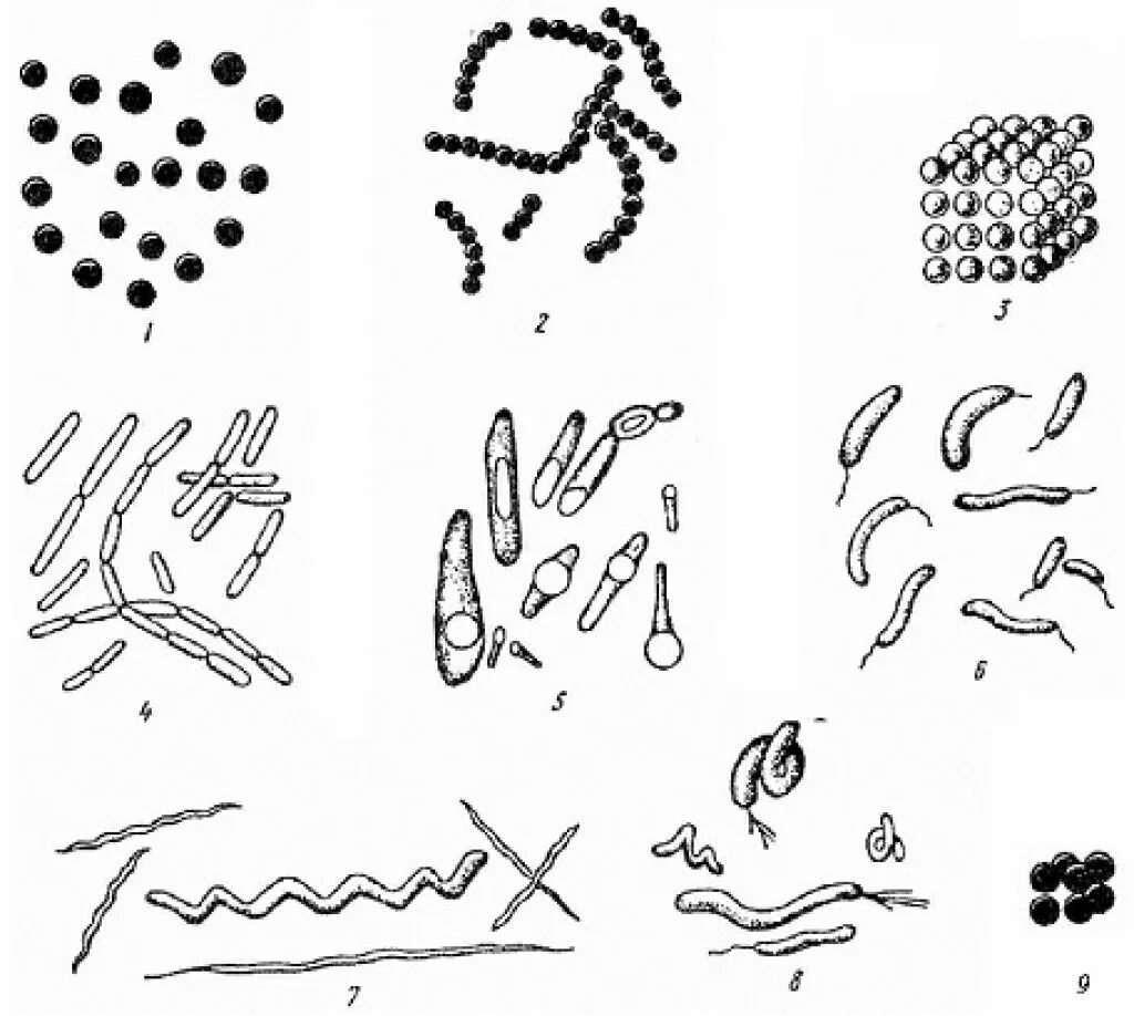 Назовите формы бактериальных клеток. Форма бактерий кокки палочки извитые. Рис формы бактерий. Формы бактерий микрококки. Бациллы форма бактерии.