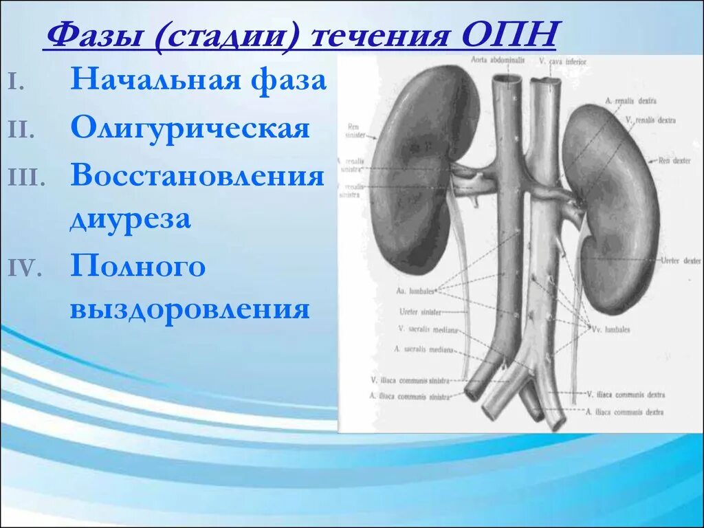 Фазы течения острой почечной недостаточности. Стадии, течение ОПН. ОПН стадия восстановления диуреза. Острая почечная недостаточность стадии течения. Стадии опн