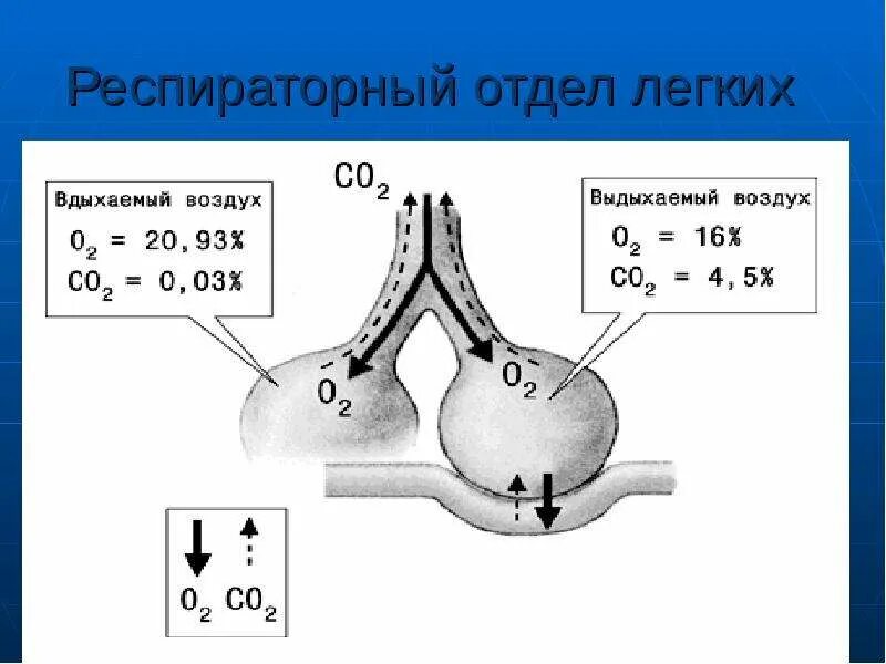 Респираторный отдел легких. Состав вдыхаемого и выдыхаемого воздуха. Разница вдыхаемого и выдыхаемого воздуха. Респираторный отдел лёгких. Состав воздуха для дыхания человека.