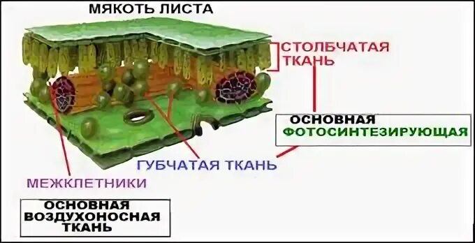 Мякоть листа название. Мякоть листа. Мякоть листа губчатая. Основная мякоть листа. Мякоть листа 6 класс.