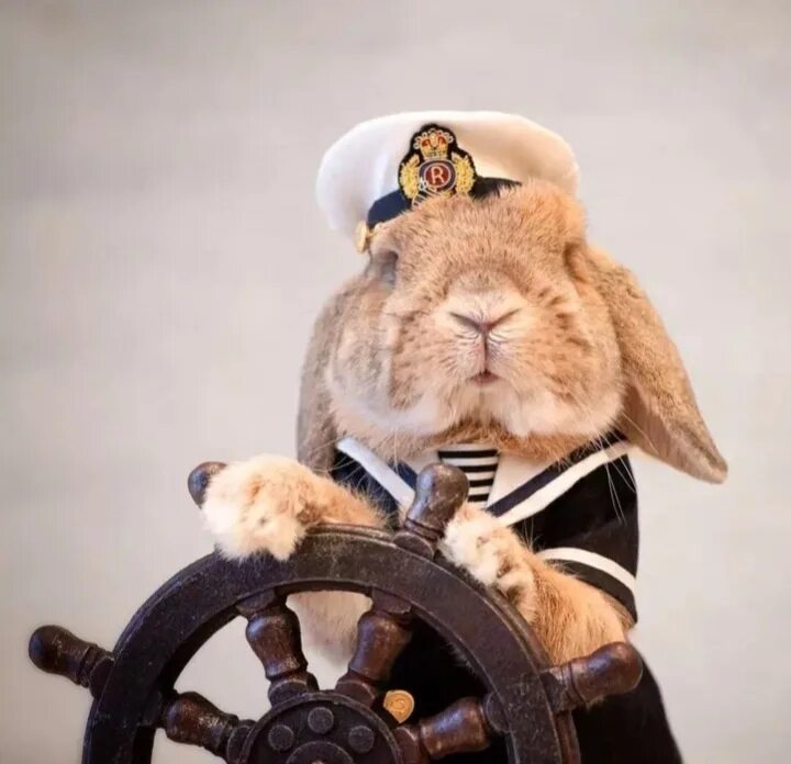 Кролик Пуи Пуи. Пуи Пуи - самый стильный кролик в мире. Кролик в военной форме. Заяц моряк. Заяц в ластах