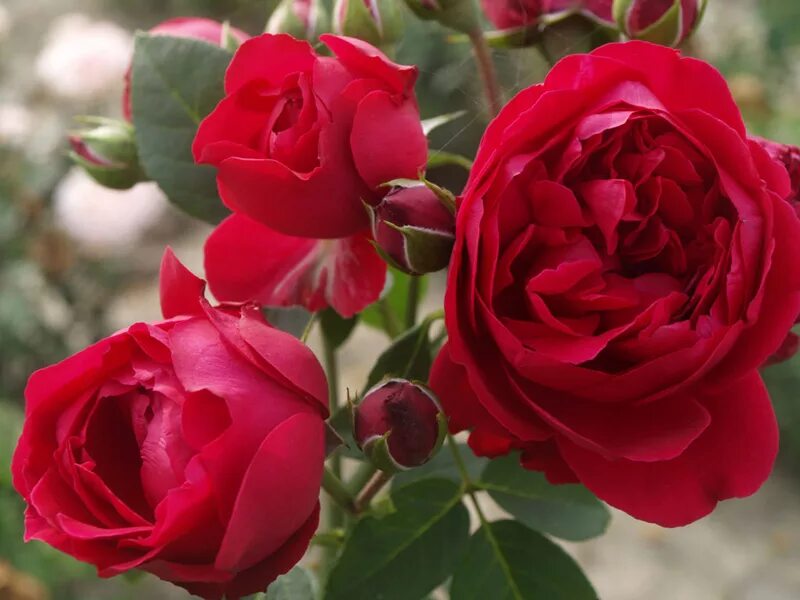 Роза плетистая эрик таберли описание и фото Strauchrose 'Red Eden Rose ®' Check more at https:///strauchro