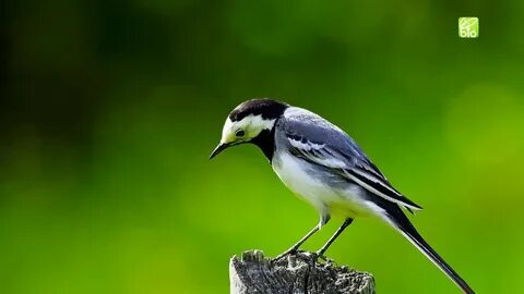 7 birds