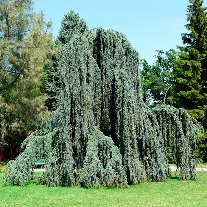 Кедр атласский глаука. Кедр атласский глаука. Кедр атласский cedrus atlantica. Кедр атласский глаука пендула. Кедр атласский марокко.
