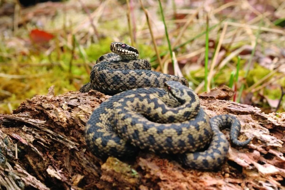 Обыкновенная гадюка (Vipera berus). Обыкновенная гадюка - Vipera berus (Linnaeus, 1758). Обыкновенная гадюка (Vipera berus l.). Обыкновенная Северная гадюка. Гадюки в природе