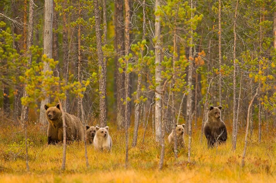 В лесу много животных. Бурый медведь в тайге. сибирский бурый медведь. медведь в лесу. лес с животными.