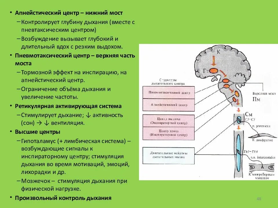 Структурно-функциональная организация дыхательного центра. Дыхательные центры физиология схема. Строение дыхательного центра физиология. Пневмотаксический дыхательный центр.