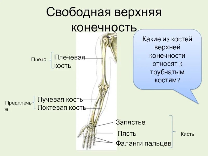 Свободная верхняя конечность. Кости свободной верхней конечности. К скелету свободной верхней конечности относятся. Верхние конечности кисть.