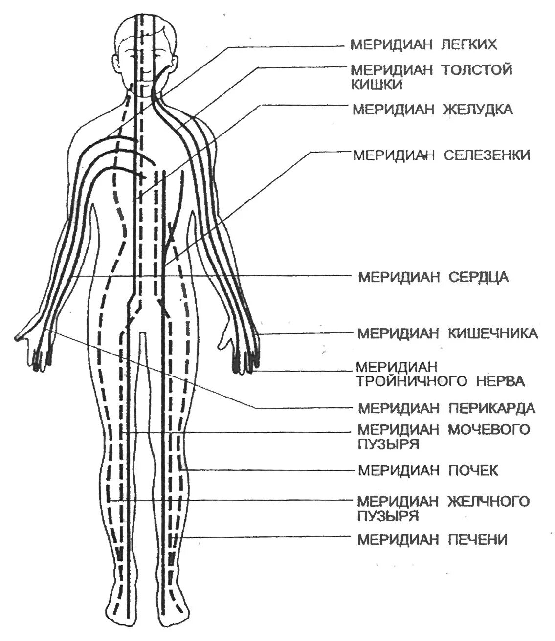 Меридианы человека китайская. 12 Энергетических меридианов человека. Энергетические каналы и меридианы человека схема и направления. Меридиан человека схема энергетических каналов. Энергетические каналы человека (меридианы).