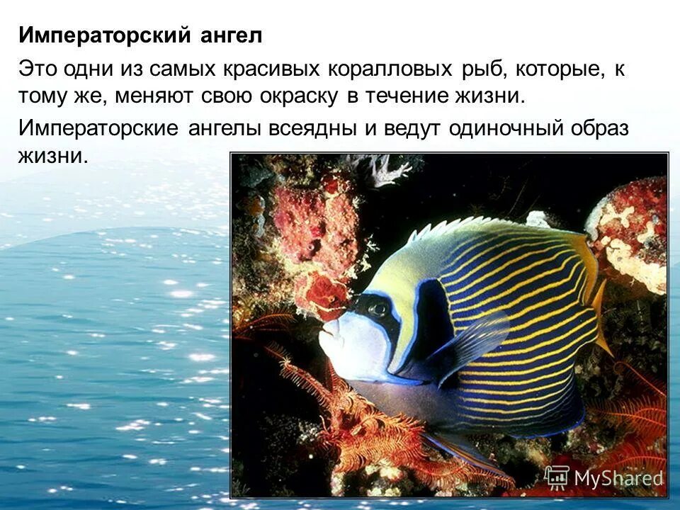 Парные плавники у костных рыб. Рыба щука esox lucius. Биология 8 класс надкласс рыбы. Позвоночные рыбы. Рыбы это класс позвоночных.