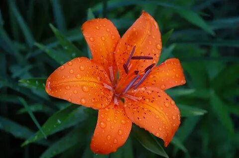 Lily tiger