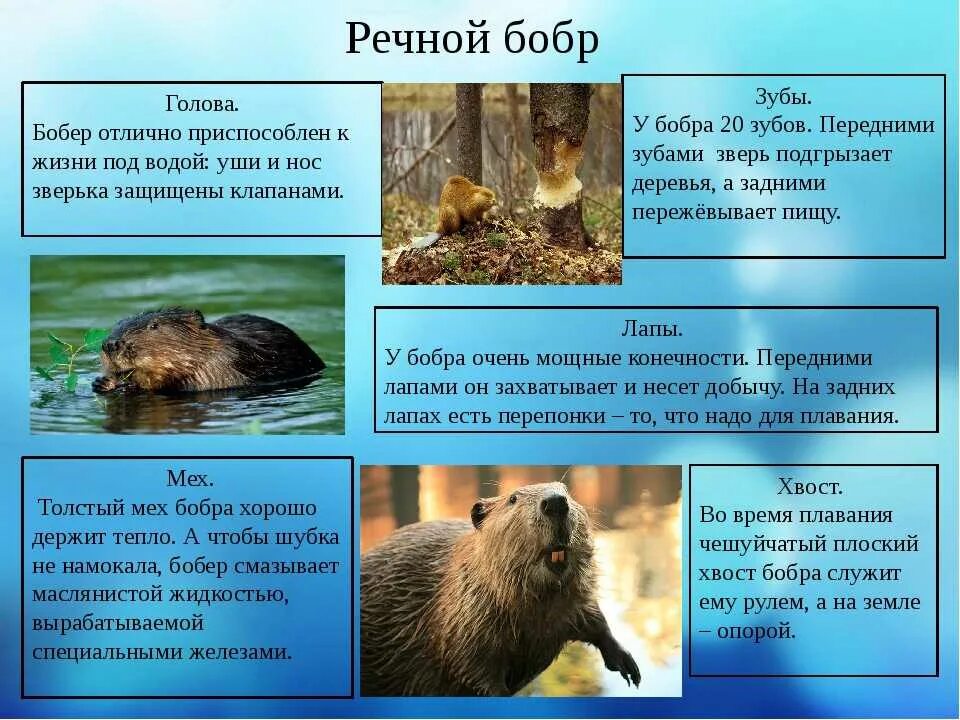 Бобры какой класс. Бобры среда обитания. описания о бобрах. бобер фото и описание. краткое описание бобра.