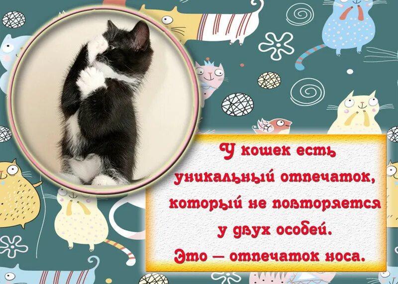 Интересное про котиков