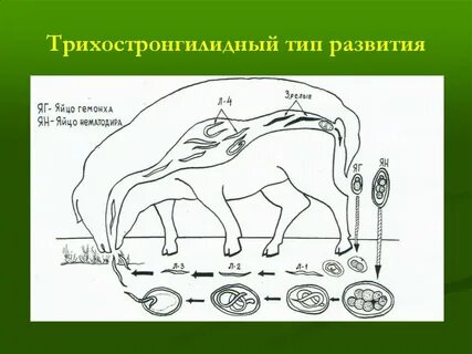 Стронгилятозы жвачных