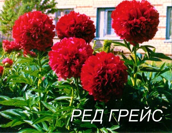 Купить Пион молочноцветковый Ред Грейс (С3) для сада Выгодные цены, самовывоз, д