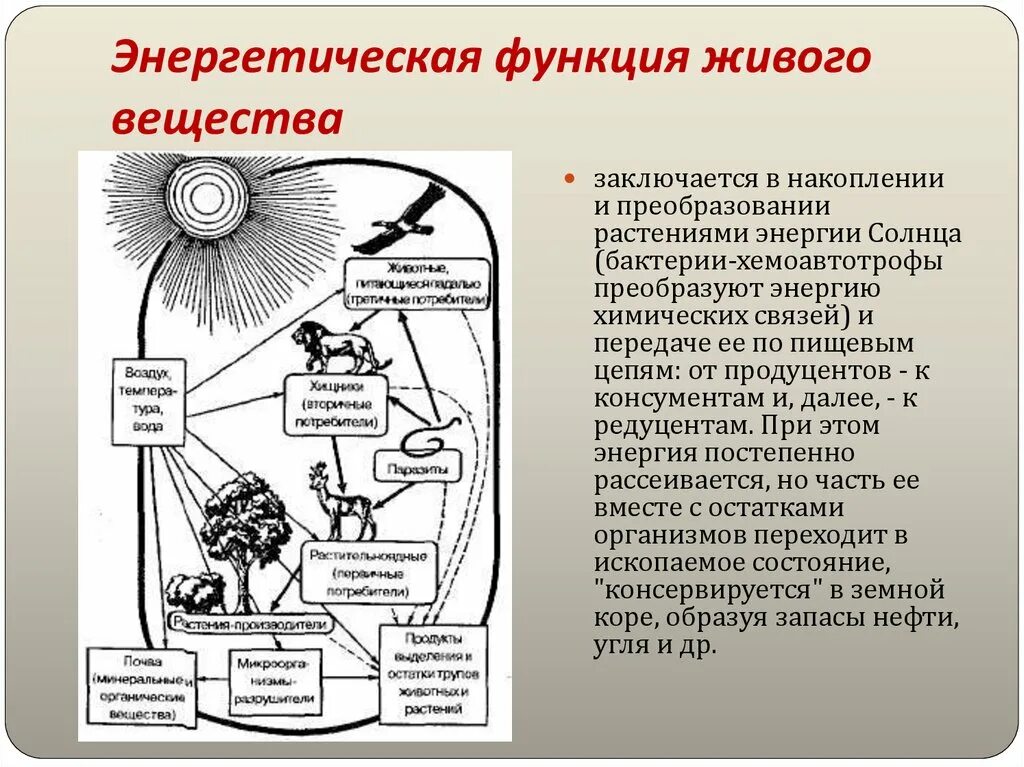 Энергетическая функция живого вещества биосферы. Функции живого вещества. Функции живого вещества в биосфере. Энергетическая функция живого вещества примеры.