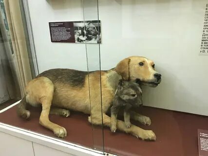 Собака с 2 головами