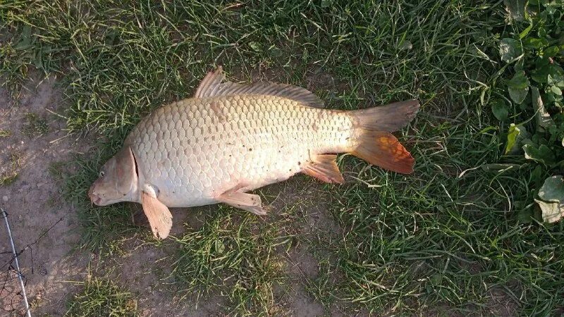 зеленый берег платная рыбалка русфишинг