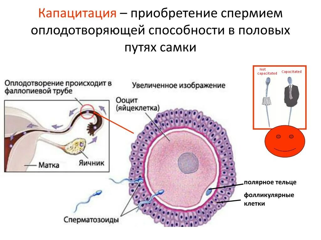 Яйцеклетки сохраняют способность к оплодотворению. Капацитация сперматозоидов гистология. Капацитация спермиев в половых путях самок млекопитающих.. Яйцеклетка женщины. Яйцеклетка млекопитающего.