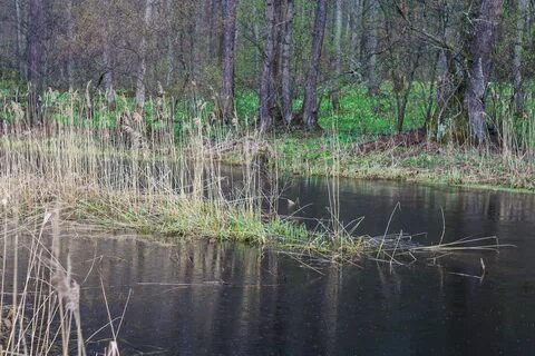 В воронежском заповеднике есть целый городок