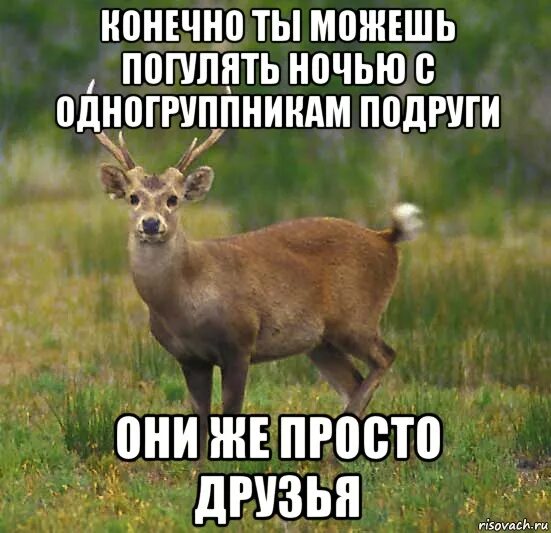 Может погуляем ночью хочешь сделай