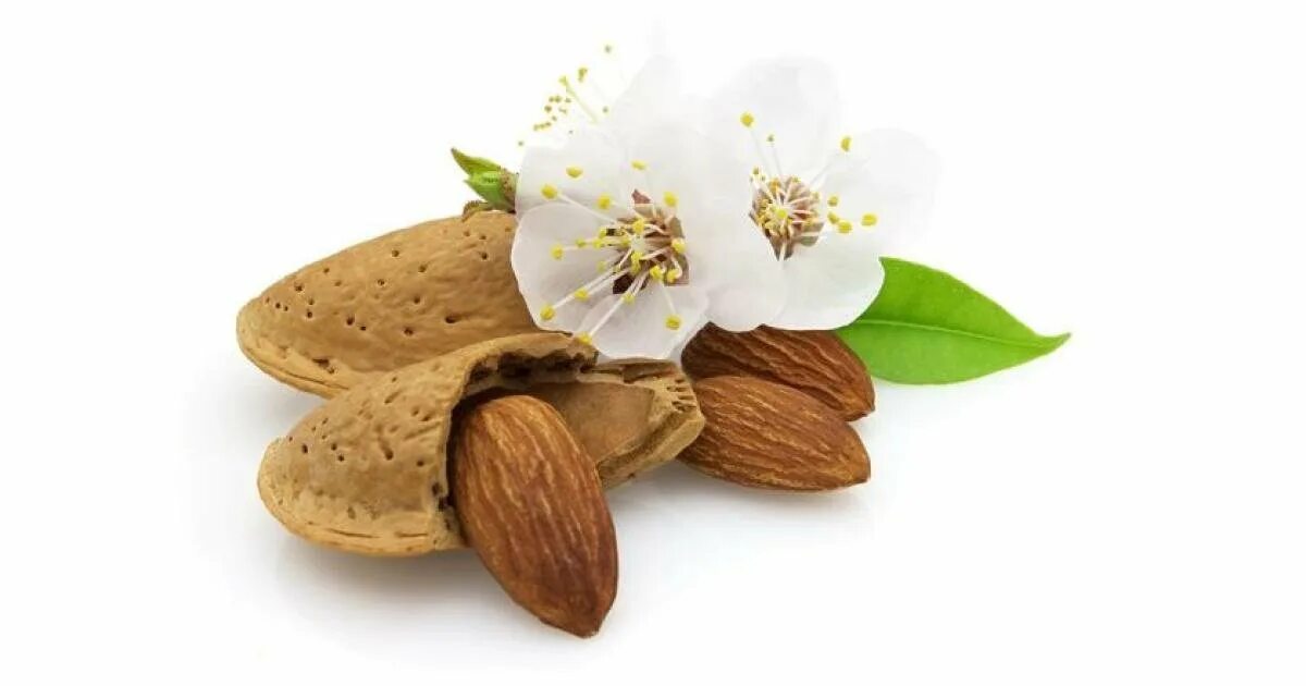 Сакура (миндаль трехлопастной). Миндаль степной. Кипр миндаль цветет. Миндальный орех дерево цветёт. Миндаль с цветами.