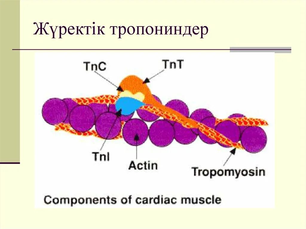 Строение тропонина. Сократительный белок. Сократительные белки актин и миозин. Актин миозин коллаген. Строение тропонина.