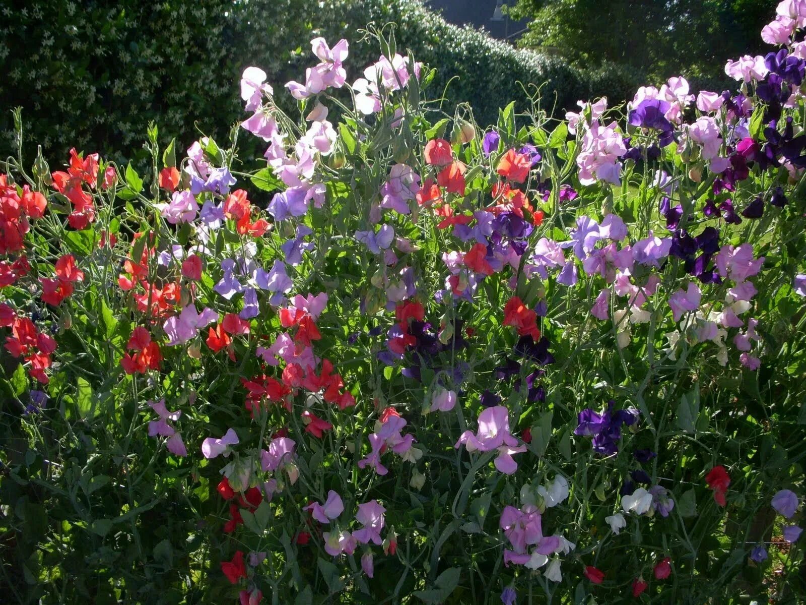 Душистый горошек (lathyrus odoratus). Ароматные цветочки. Душистый горошек сиреневый дрозд. Душистый горошек маммут. Горошек душистый эвелин.