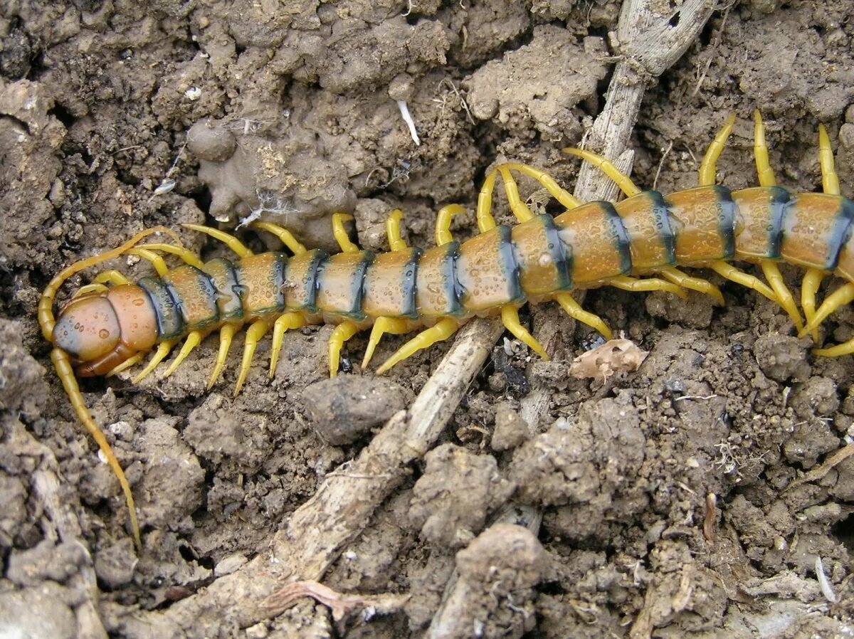 Сколопендра. Сколопендра. Сороконожка слушать. Похожее на гусеницу насекомое коричневое. Предохранительный блок hоwо сороконожка.