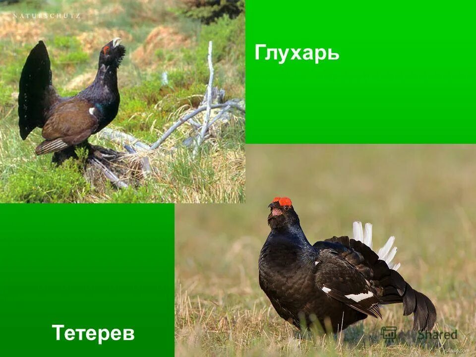 Чем отличается тетерев от глухаря. Тетерев глухарь косач отличия. тетерев и глухарь отличия. глухарь птица и тетерев отличия. тетерев глухарь косач.