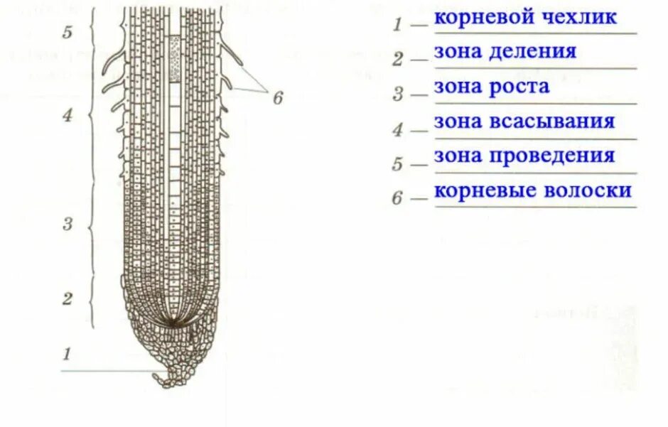 Установите последовательность роста корня. Зоны корня корневой чехлик и корневые волоски. Строение корня зоны. Зона роста зона деления корневой чехлик. Корневая система корневой чехлик.