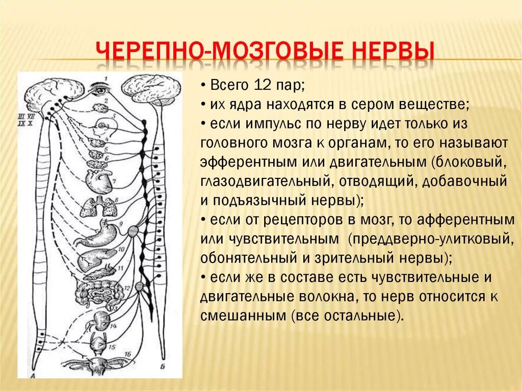 12 Пар черепных нервов рисунок. Черемномозговые нервы. Черепномохговые нервы. Черепно мозгововые нервы.