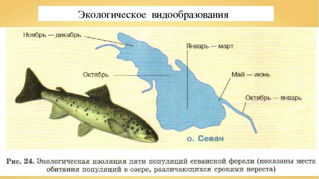 Изоляция севанской форели