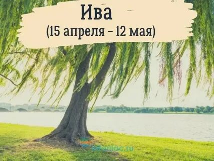 Какой твое дерево