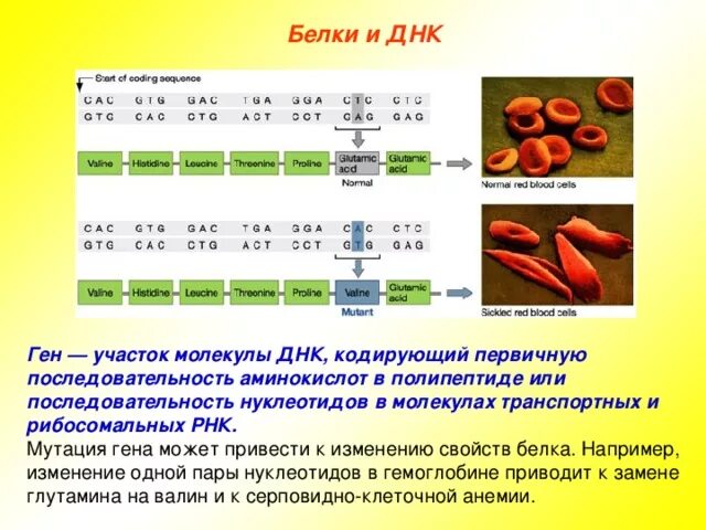 Изменение аминокислот последовательности белков. Ген участок ДНК кодирующий первичную. Ген это участок ДНК кодирующий последовательность белка. Ген участок ДНК кодирующий первичную структуру одного. Мутации молекул белка.