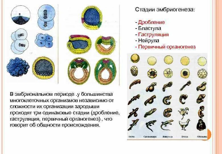 Установите этапы эмбриогенеза
