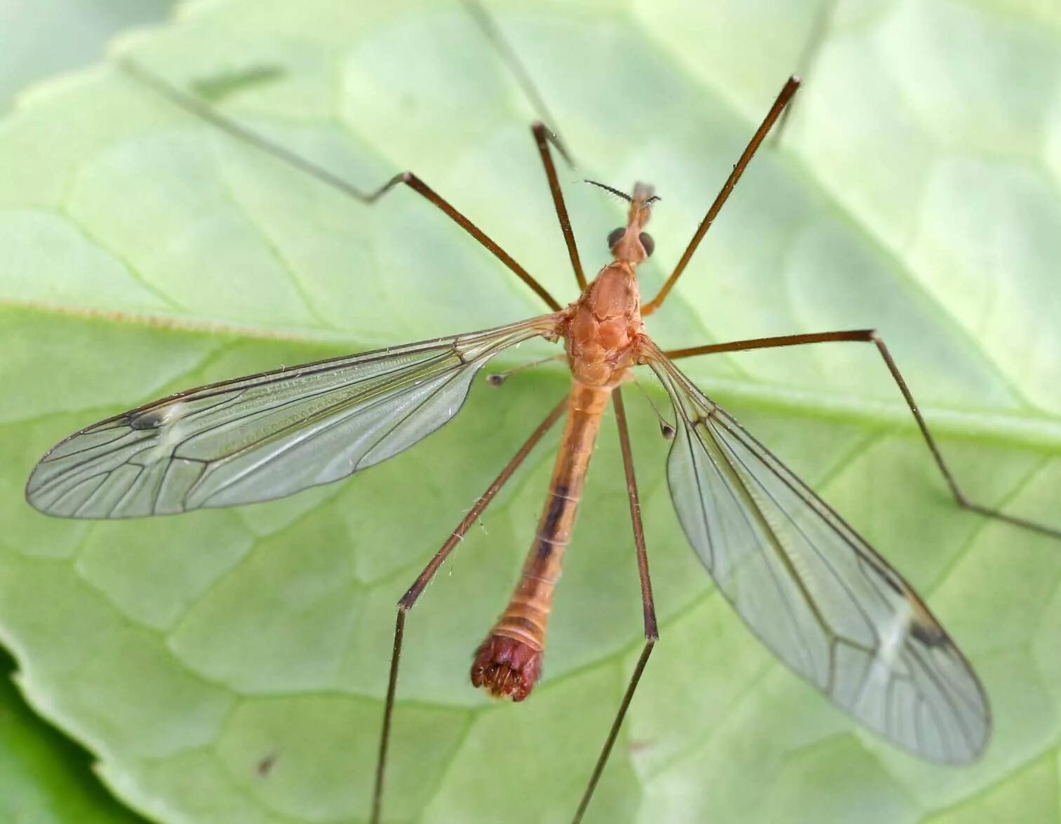 Как называется большой комар. Комар долгоножка. Комар долгоножка и малярийный комар. Комары-долгоножки (Tipulidae). Малярийный комар долгоножка.
