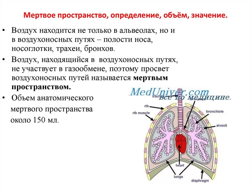 Мертвое пространство. Физиологическое Мертвое пространство легких. Значение и объем мертвого пространства. Значение мертвого пространства. Физиологическое мертвое пространство