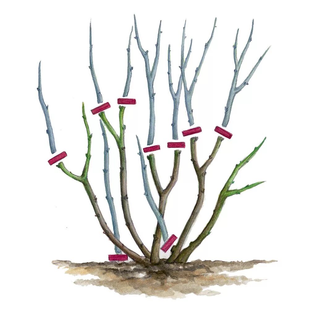 Туя восточная топиарная стрижка. Формировка плетистой розы. Пол куста. Пустоцвет канабис. Саженцы жимолость окс.