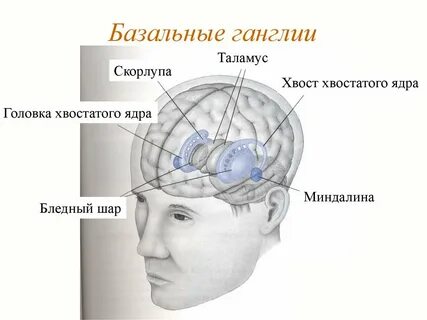 Хвостатое ядро структура