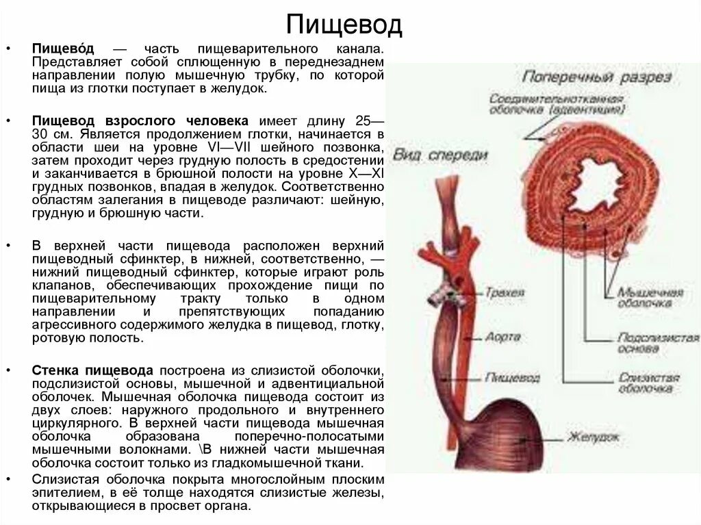 Строение и функциональная характеристика пищевода и желудка. Строение пищевода биология 8. Анатомическое строение пищевода. Анатомия строения пищевода и желудка. Сколько сфинктеров