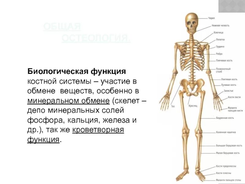 Что входит в костную систему