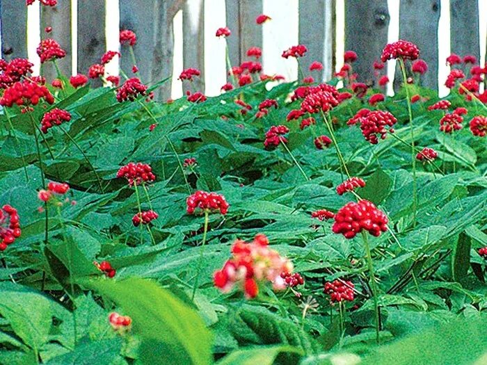 Женьшень как вырастить. Женьшень дальневосточный. Женьшень как вырастить. Теплица для женьшеня. Женьшень в домашних условиях.