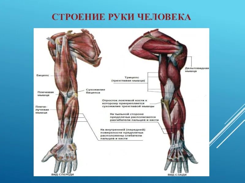 Рука человека название