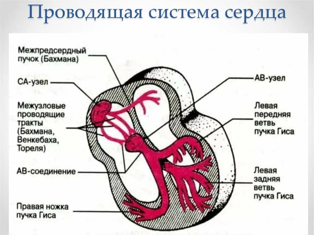 В состав какой системы входит сердце. Схема строения проводящей системы сердца. Узлы проводящей системы сердца. Проводящая система сердца пучок Бахмана. Строение сердца синоатриальный узел.