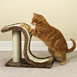 Коте когтеточки