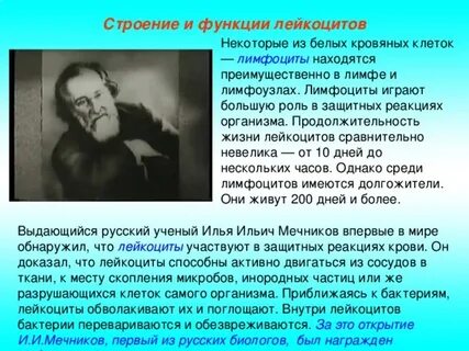 Продолжительность жизни лейкоцитов дней