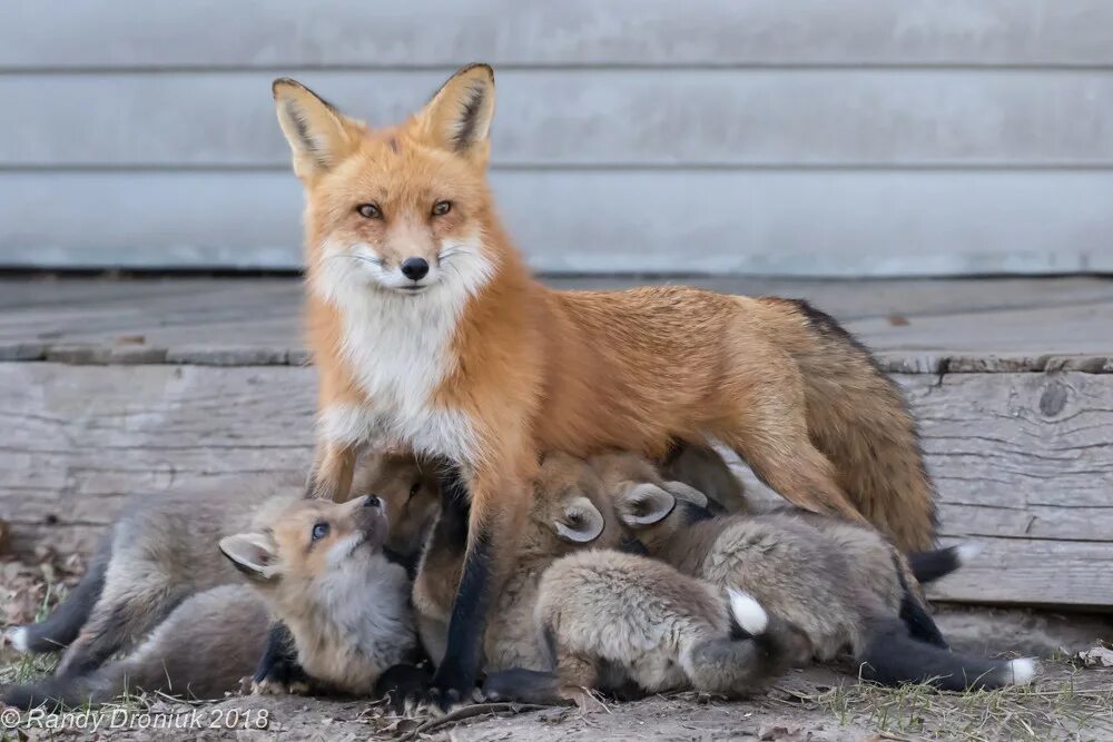 Fox mom. Еда лисы. 5 Лисиц. Интеллект лисы. Мод «Vulpes - adorable Foxes!.