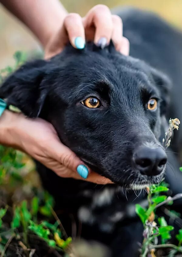 Сонник щенок черный. Черная собака с зелеными глазами. Черная низкая собака. Слепая черная собака.